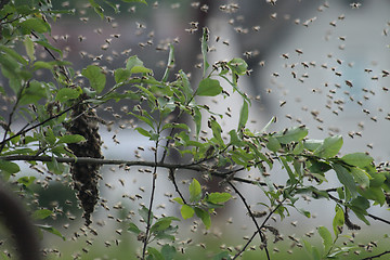 Image showing bee cluster