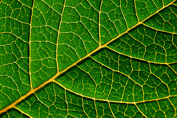 Image showing green leaf detail