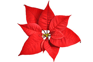 Image showing Poinsettia