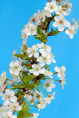 Image showing Cherry Flowers