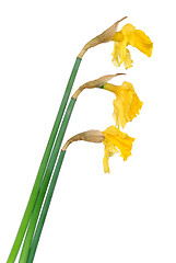 Image showing Dying flowers