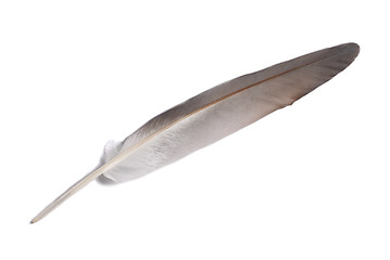 Image showing Feather