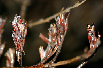 Image showing frozen grown
