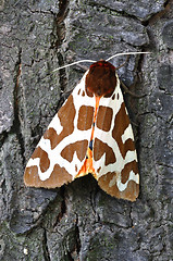 Image showing Tiger Moth