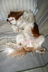 Image showing sleeping