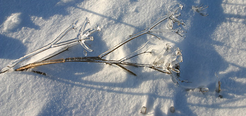 Image showing frozen grown