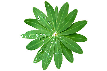 Image showing Green Foliage and rain drops isolated on white with clipping pat