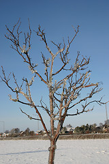 Image showing winter tree