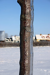 Image showing winter tree