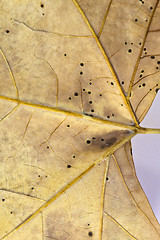 Image showing Leaf dry