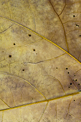 Image showing Leaf dry