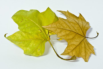 Image showing Dry leaves on a white background
