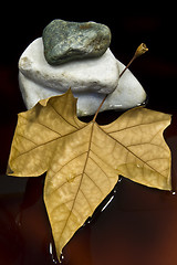 Image showing Dried leaf and stone