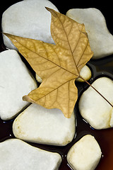 Image showing Dried leaf and stone