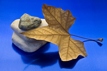 Image showing Dried leaf and stone