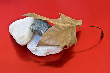 Image showing Dried leaf and stone