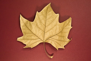 Image showing Leaf dry