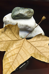 Image showing Dried leaf and stone