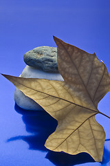 Image showing Dried leaf and stone