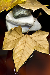 Image showing Dried leaf and stone