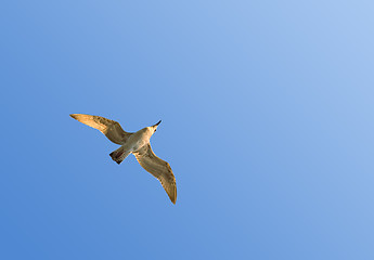 Image showing Flying seagull