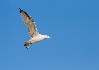 Image showing Flying seagull