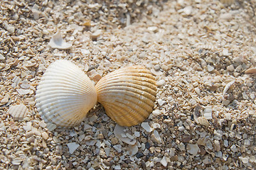 Image showing Two seashells kissing