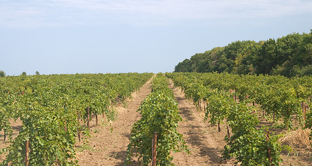 Image showing Vineyard