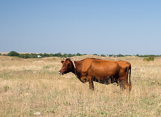 Image showing Brown cow