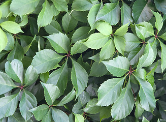 Image showing Ivy texture