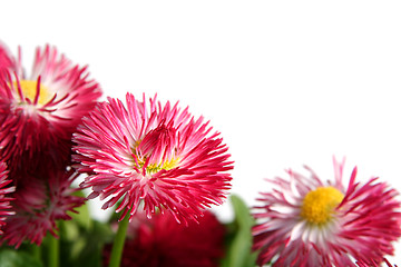 Image showing Daisies