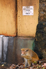 Image showing Monkey On The Garbage Pile