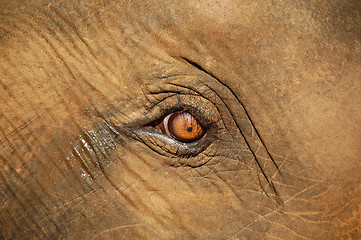 Image showing Baby Elephant's Crying Eye