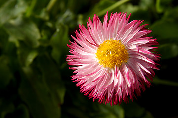 Image showing Daisies