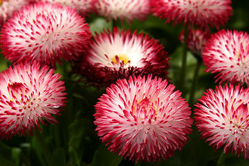 Image showing Daisies