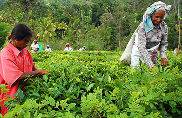 Image showing Women Tea Pickers