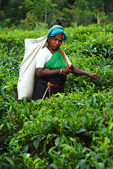 Image showing Tea Picker At The Plantation