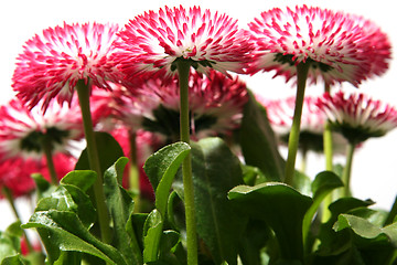 Image showing Daisies