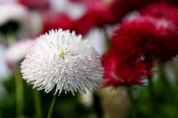 Image showing Daisies