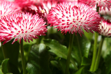 Image showing Daisies