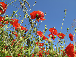 Image showing Summer in Denmark