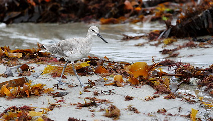 Image showing sandpiper