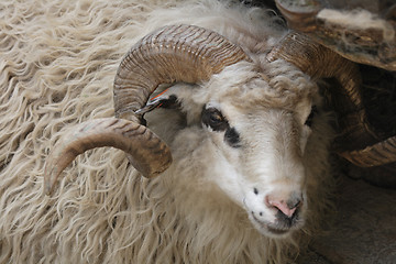 Image showing sheep