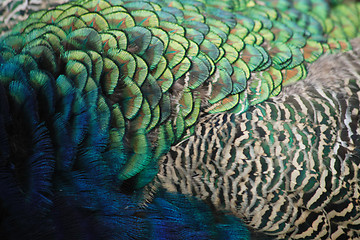 Image showing feather texture