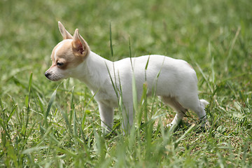Image showing small chihuahua