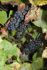 Image showing red grapes