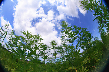 Image showing marijuana field