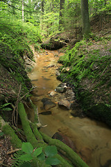 Image showing forest river