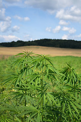 Image showing marijuana field