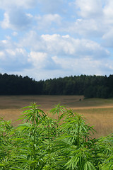 Image showing marijuana field